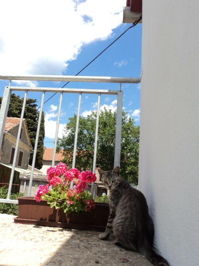 Apartment Lordanic Zaglav, Dugi Otok מראה חיצוני תמונה